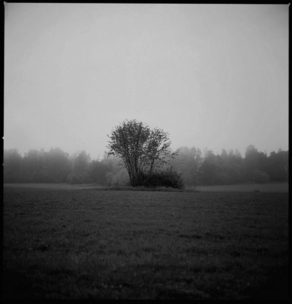 En dunge på Iggesunds åker