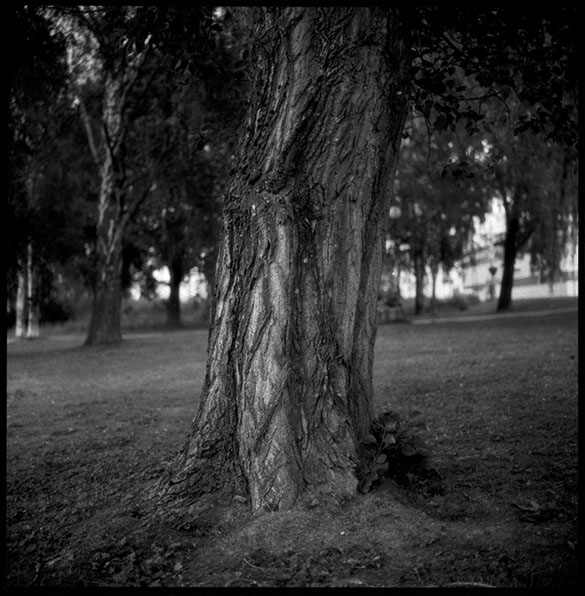 Fotografi av en ek stam centralt i Hudiksvall
