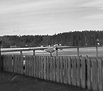 Ett fotografi på en tärna vid Lillfjärden i Hudiksvall