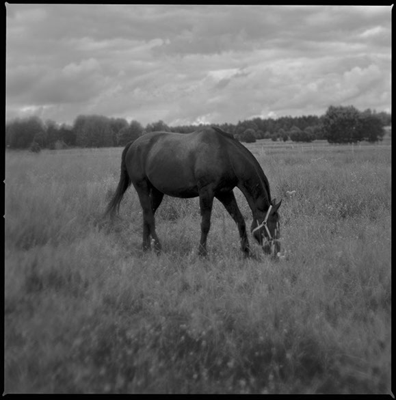 Fotografi på en betande häst vid tunalids ridklubb i Hudiksvall