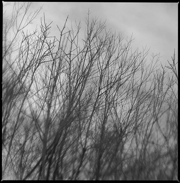 Fotografi av hotande grenar utanför Iggesund