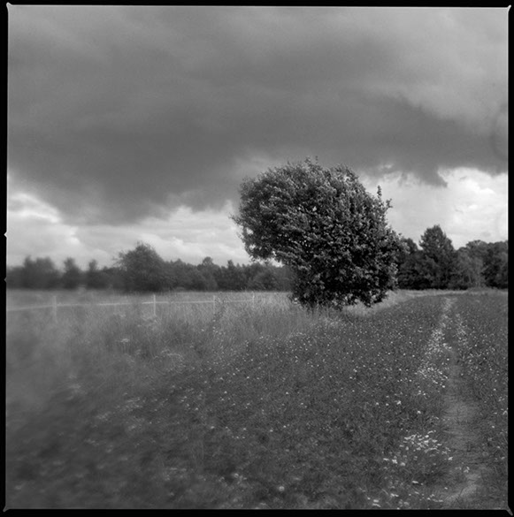 Ett träd i blåst vid Östanbräcks ridklubb