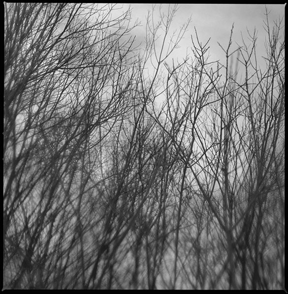 Fotografi av hotande grenar utanför Iggesund